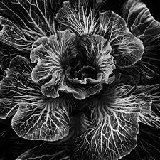 RHS Botanical Art & Photography Show 2027 Entry preview